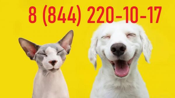 Ветклиника в Волгограде с выездом на дом